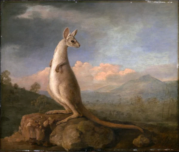 The Kongouro from New Holland' (Kangaroo)
