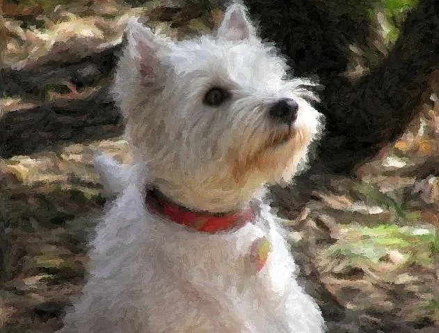 Dog Portraits