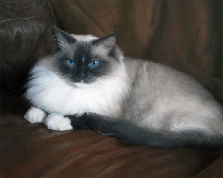 Portrait of a reclining long-haired cat with blue eyes, hand-painted in oil from a photograph