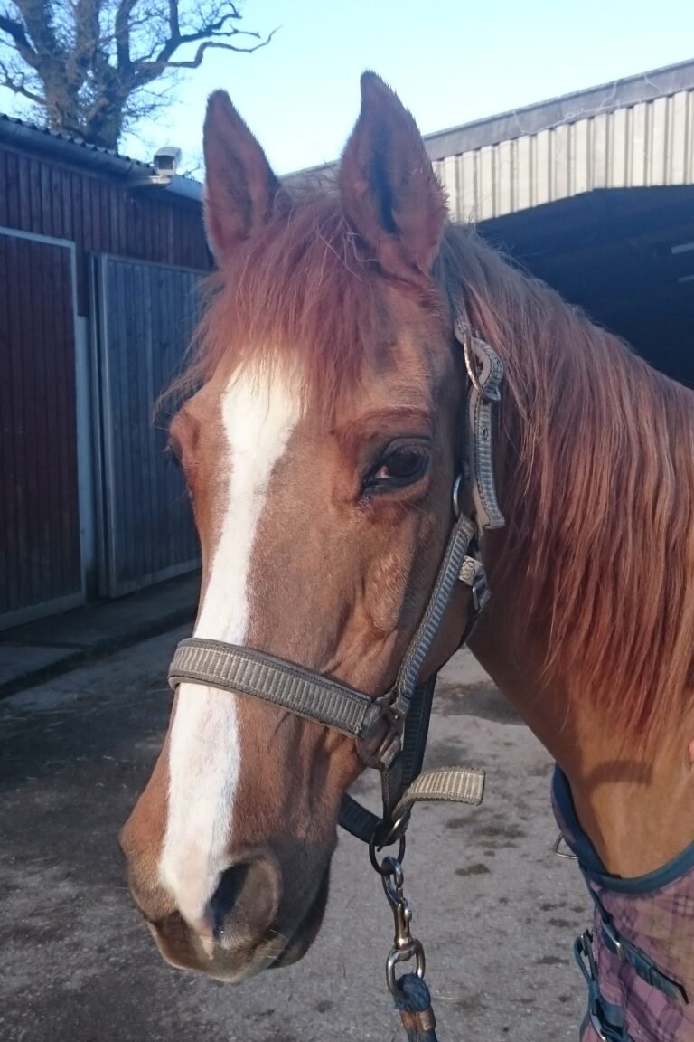 Photograph of a chestnut horse wearing a headcollar in a stable yard