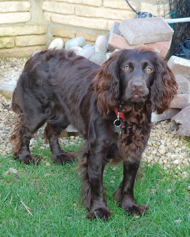 Photograph of a dark brown dog standing in a garden