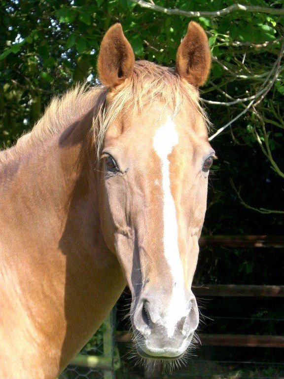 Photograph of a golden-coated horse with trees behind