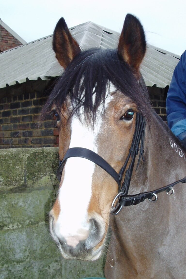 Photograph of a horse with a white blaze beside stable buildings