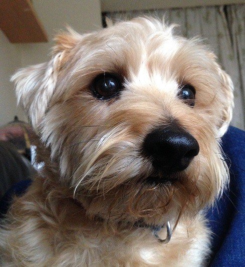 Close photograph of a sandy-coated dog indoors