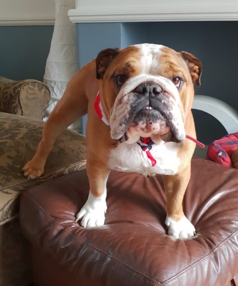 Photograph of a tan and white dog standing on a footstool